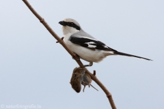 5 Raubwürger - Lanius excubitor